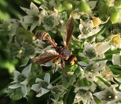 Physocephala sagittaria