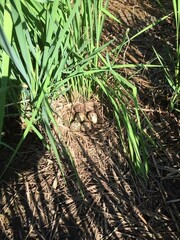 Plegadis falcinellus