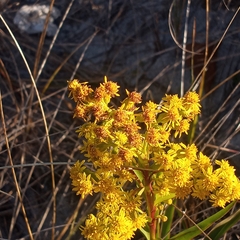 Solidago sempervirens