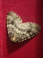 Operophtera occidentalis