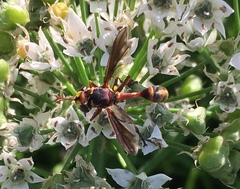 Physocephala sagittaria