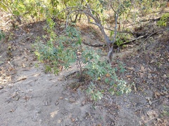 Ibervillea sonorae