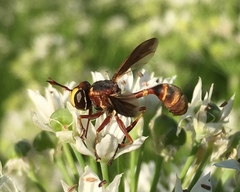 Physocephala sagittaria
