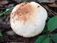 Tylopilus peralbidus