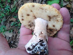 Tylopilus peralbidus