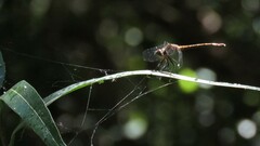 Micrathyria hypodidyma