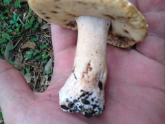 Tylopilus peralbidus