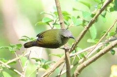 Aethopyga gouldiae