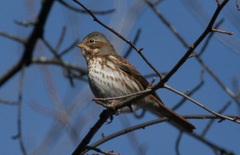 Passerella iliaca iliaca