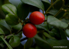 Angiospermae