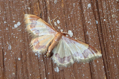Idaea basinta