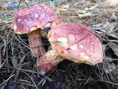 Exsudoporus floridanus