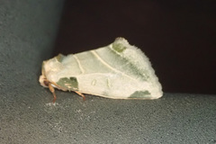 Heminocloa mirabilis