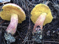 Exsudoporus floridanus
