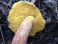 Exsudoporus floridanus