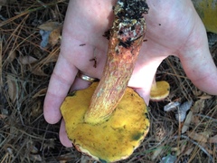 Exsudoporus floridanus