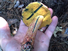 Exsudoporus floridanus