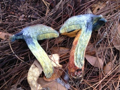 Exsudoporus floridanus