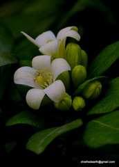 Angiospermae