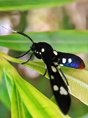 Syntomeida epilais