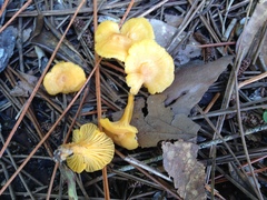 Cantharellus tabernensis