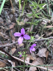 Tetratheca ericifolia