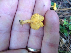 Cantharellus tabernensis