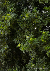 Angiospermae