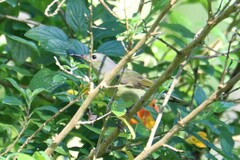 Aethopyga gouldiae