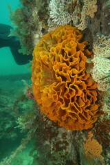 Steginoporella chartacea