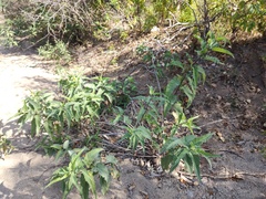 Ibervillea sonorae