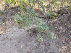 Ibervillea sonorae