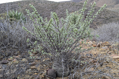 Fouquieria columnaris