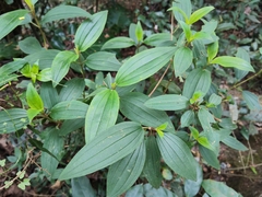 Melastoma sanguineum