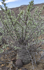 Fouquieria columnaris