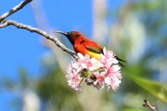 Aethopyga gouldiae