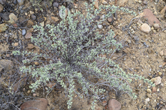 Fouquieria columnaris