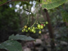 Psychotria asiatica