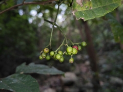 Psychotria asiatica