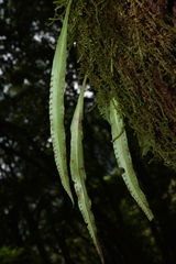 Lepisorus macrosphaerus