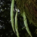 Lepisorus macrosphaerus - Photo (c) liangfern,  זכויות יוצרים חלקיות (CC BY-NC)