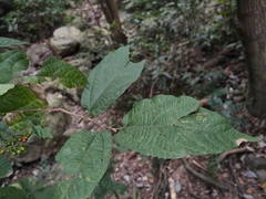 Psychotria asiatica