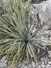 Agave bracteosa