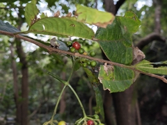 Psychotria asiatica