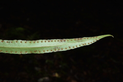 Lepisorus macrosphaerus