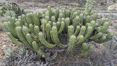 Myrtillocactus cochal