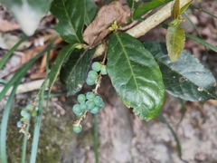 Bridelia tomentosa