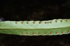 Lepisorus macrosphaerus