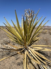 Yucca schidigera
