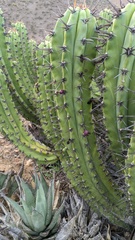 Myrtillocactus cochal